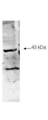 Western Blot: NEU2 Antibody [NBP2-21649] - Affinity Purified anti-Neu2 antibody to detect Neu-2 present in a lysate expressing human Neu2.  Molecular weight marker indicates a band of the expected MW.  The reactive lower molecular weight band is believed to represent a truncated form of this protein.  The blot was incubated with a 1:500 dilution of the antibody at room temperature for 1 h followed by detection using InfraRed 800  labeled Goat-a-Rabbit IgG (H+L) diluted 1:1,000.  InfraRed 800 fluorescence image was captured using the  Infrared Imaging System  Other detection systems will yield similar results.